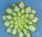 Aeonium Pink Witch yellow, Vetplant, Ophalen of Verzenden, Minder dan 100 cm, Bloeiende kamerplant
