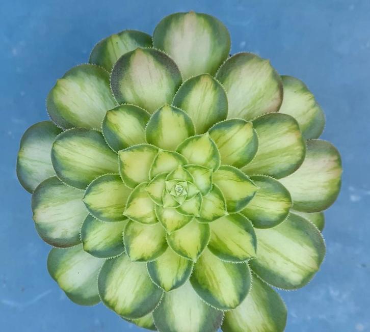 Aeonium Pink Witch yellow, Huis en Inrichting, Kamerplanten, Vetplant, Minder dan 100 cm, Bloeiende kamerplant, Volle zon, Ophalen of Verzenden