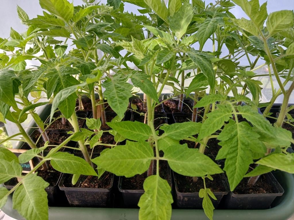 Prachtige san marzano tomaten planten, Tuin en Terras, Planten | Tuinplanten, Ophalen