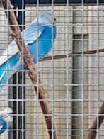 Parkieten, Dieren en Toebehoren, Meerdere dieren, Parkiet, Pratend