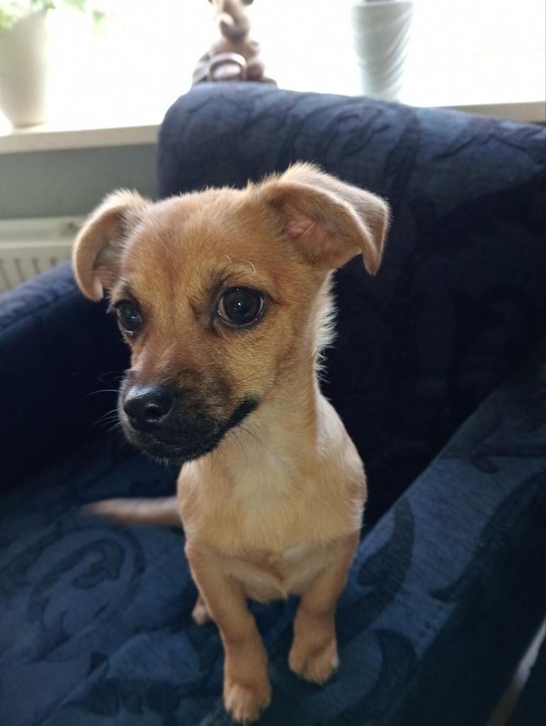 Goed huisje gezocht... 💞  lieve aanhankelijke pup teefje 💞, 15 weken tot 1 jaar, Teef, Parvo, Eén hond