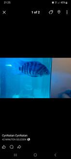 Zebra ciclides, Dieren en Toebehoren, Vissen | Aquariumvissen, Vis