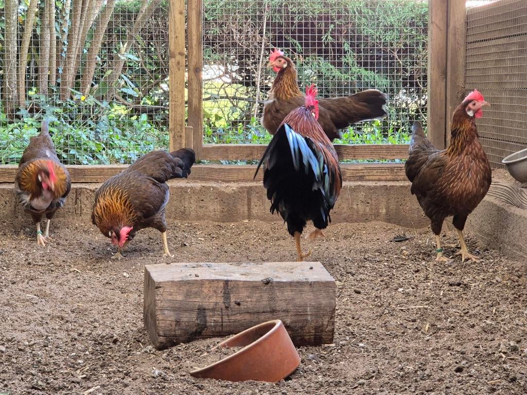2 trio's kriel Leghorn bruin-patrijs ZELDZAAM, Meerdere dieren, Kip