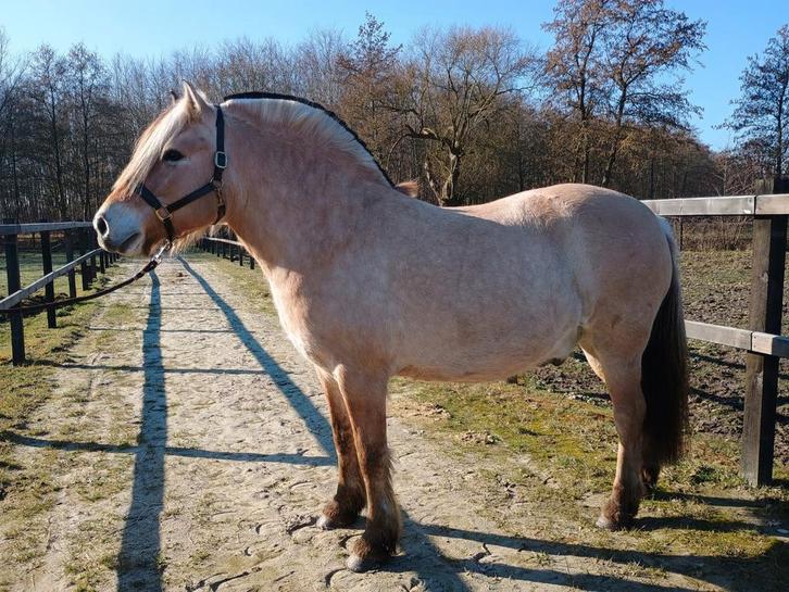 Lieve 7 jarige fjordenruin te koop, Dieren en Toebehoren, Paarden, Ruin, B, Minder dan 160 cm, 7 tot 10 jaar, Recreatiepaard, Met stamboom