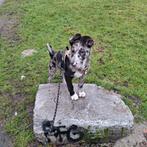 Lieve kangal/Border Collie pup, Parvo, 15 weken tot 1 jaar, Reu, Eén hond