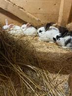Vlinder/ vlaamse reus jonkies, Dieren en Toebehoren, Konijnen, Meerdere dieren, Groot, 0 tot 2 jaar