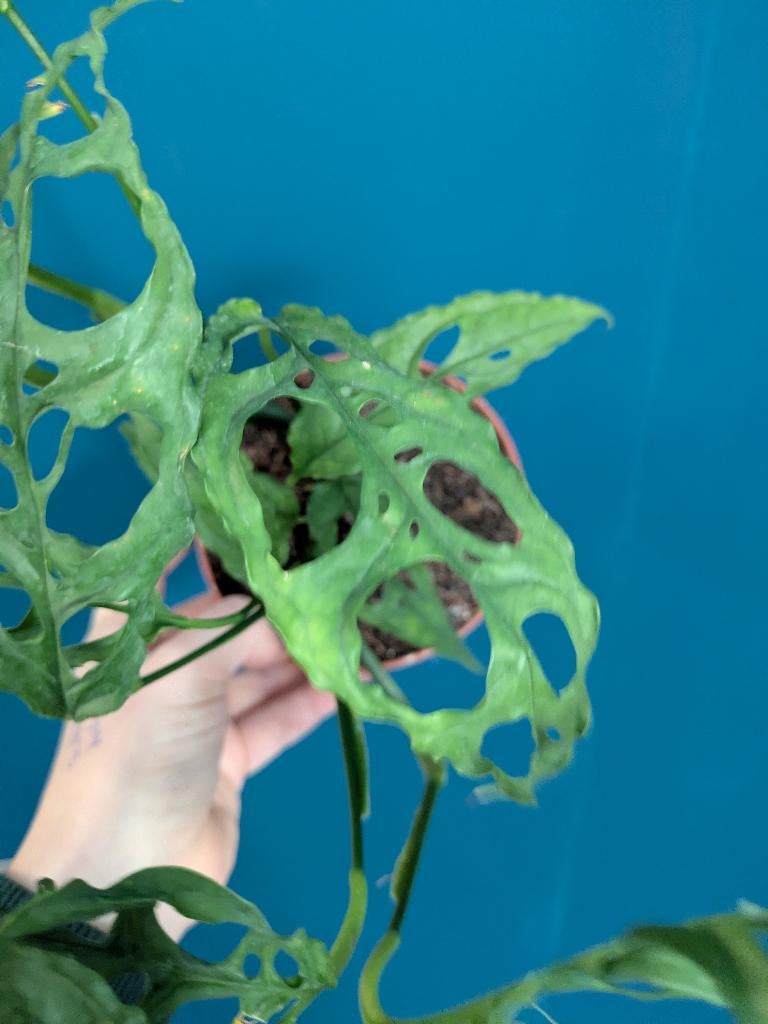 Monstera Obliqua Peru stek, Huis en Inrichting, Kamerplanten, Ophalen of Verzenden, Halfschaduw, Minder dan 100 cm