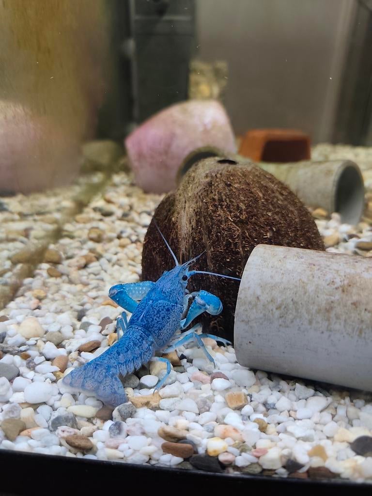 Blauwe Florida kreeften, man en vrouw, Kreeft, Krab of Garnaal, Zoetwatervis