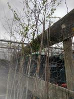 Berkenboom ( Betula pendula ) in pot gekweekt, Tuin en Terras, Planten | Bomen, Bloeit niet, Halfschaduw, Overige soorten, Ophalen