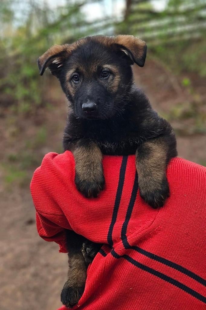 Mooie Duitse herder pups, Dieren en Toebehoren, Particulier, 8 tot 15 weken, Meerdere, Herder