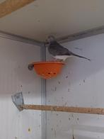 Diamantduifje duivin, Dieren en Toebehoren, Vrouwelijk, Kleurkanarie