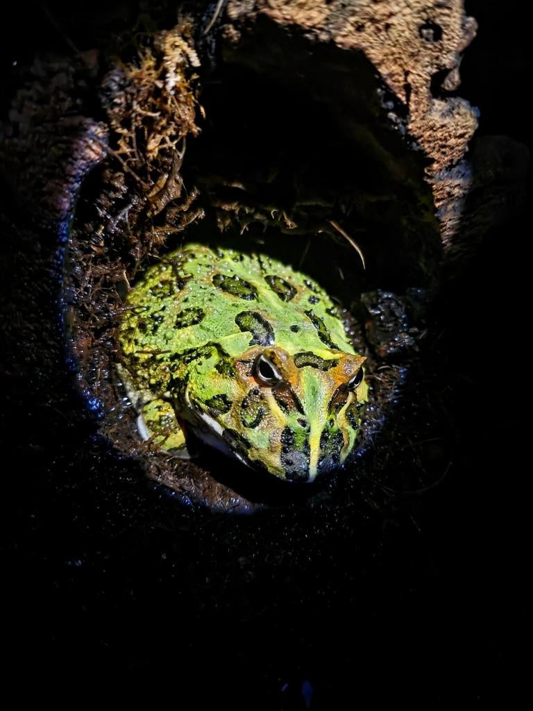 gehoornde kikker, Dieren en Toebehoren, Reptielen en Amfibieën, Slang, 0 tot 2 jaar