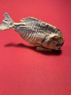 Piranha Venezuela, Ophalen, Beeldje of Figuurtje