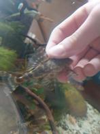 Mooie l104 clown pleco, Vis