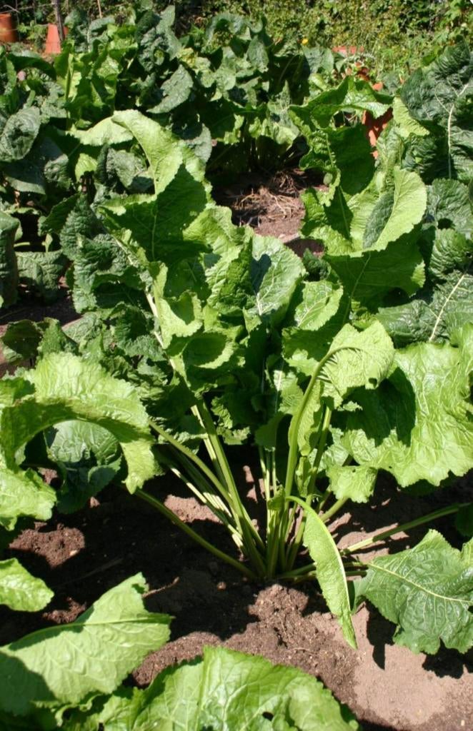 Mierikswortel stekjes, Volle zon, Ophalen of Verzenden, Zomer, Groenteplanten