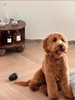 Medium Cobberdog / Australian Labradoodle nestaankondiging!, Parvo, Overige rassen, 8 tot 15 weken, Meerdere