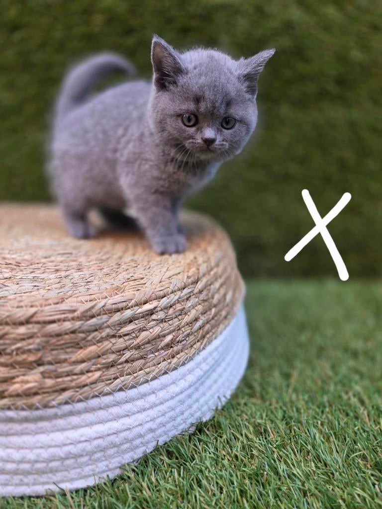 Britse korthaar kittens gereserveerd, Meerdere dieren, Ontwormd, 0 tot 2 jaar