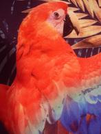 SMASHED LEMON🌷 mouwloze kokerjurk papagaai motief mt 34, Kleding | Dames, Jurken, Overige kleuren, Verzenden, Zo goed als nieuw