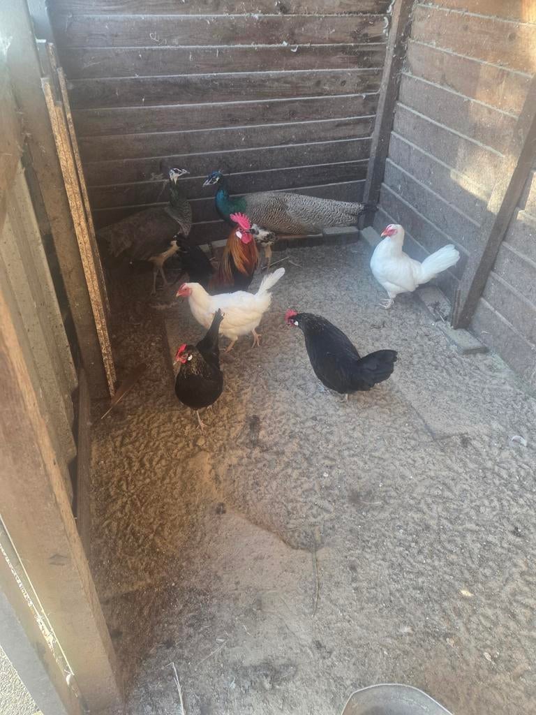 Te koop kippen, Meerdere dieren, Kip