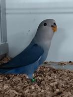 JONGE AGAPORNIS ROSEICOLLIS OM ZELF TAM TE MAKEN, Geslacht onbekend, Dwergpapegaai of Agapornis, Geringd