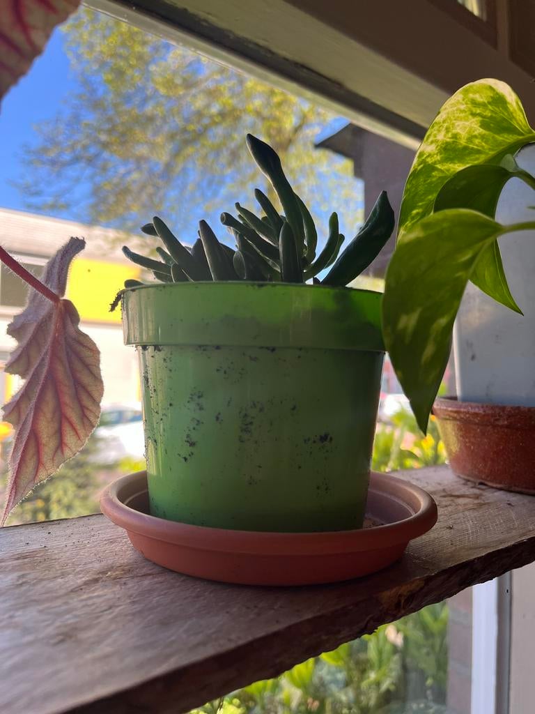 Diverse Tuinplanten: Van Vaste Planten tot Klimmers, Tuin en Terras, Planten | Tuinplanten, Volle zon, Eenjarig, Ophalen of Verzenden