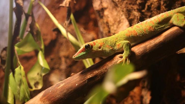 Te koop gekko vrouwtje met/zonder terrarium