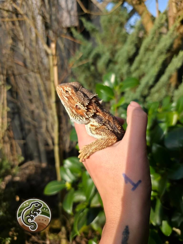 Jonge baardagaam 1.0, Dieren en Toebehoren, Reptielen en Amfibieën, Hagedis, 0 tot 2 jaar