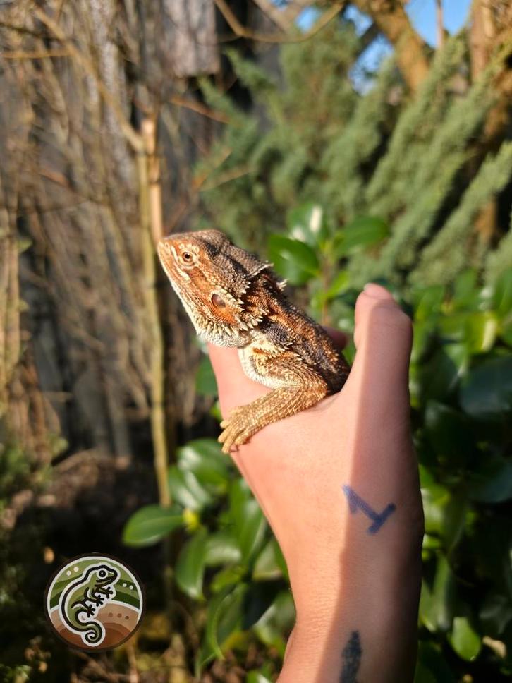 Jonge baardagaam 1.0 Bearded Dragon - male for sale from TinyWorld