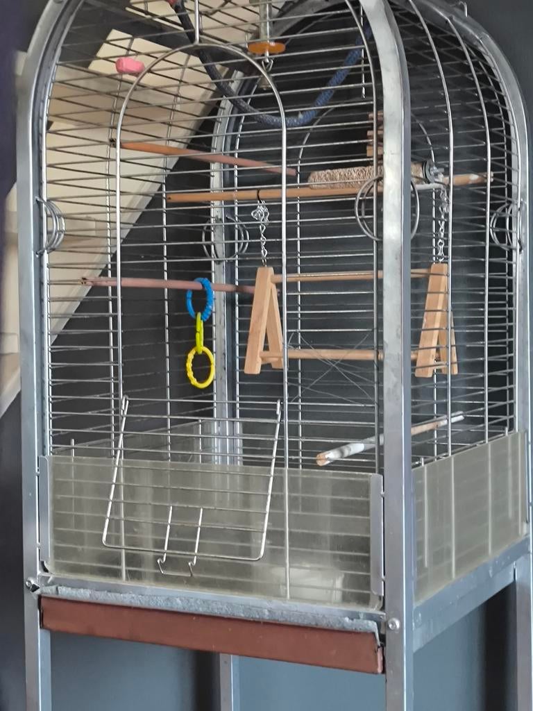Kooi, Meerdere dieren, Parkiet