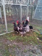 Fantastisch kwartet Barnevelders GROOT diverse kleurslagen!, Meerdere dieren, Kip
