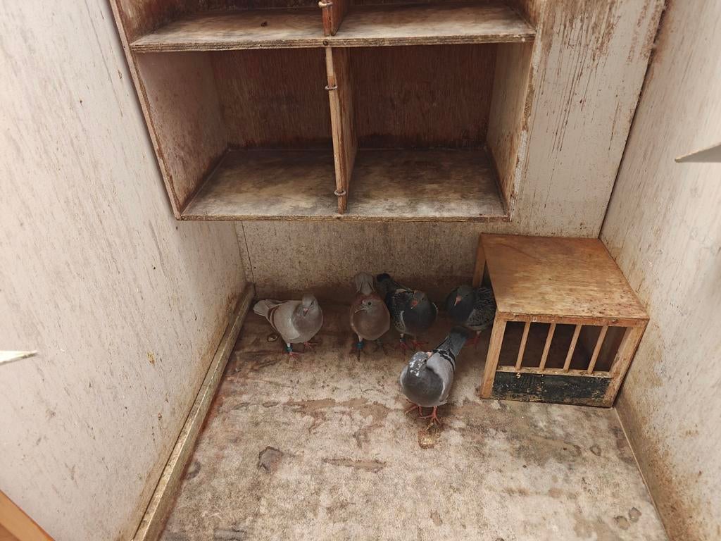 Jonge Fondduiven te koop speenklaar, Meerdere dieren, Postduif