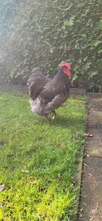 mooie zwarte Orpington haan, Dieren en Toebehoren, Pluimvee, Mannelijk, Kip