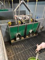 Hokinrichting voor biggen [242], Meerdere dieren, Schaap