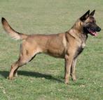 Mechelaar /Mechelse herder ter dekking, België, Particulier, Reu, CDV (hondenziekte)