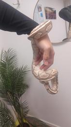 2 pythons met terarium, Slang, Tam, 0 tot 2 jaar