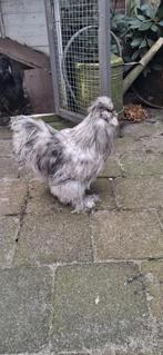 Zijdehoen haan, Dieren en Toebehoren, Pluimvee, Mannelijk, Kip