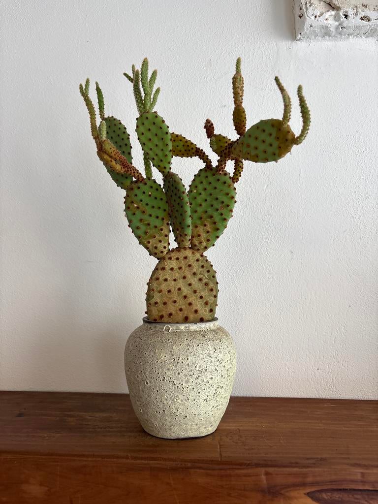 Opuntia microdasys cactus in keramische pot, Overige soorten, Volle zon, Vaste plant, Ophalen of Verzenden