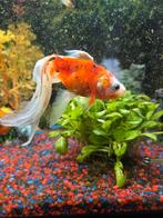 Sluierstaart vis, Vis