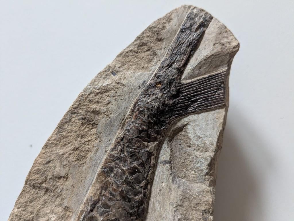 fossiel, Ophalen of Verzenden, Fossiel