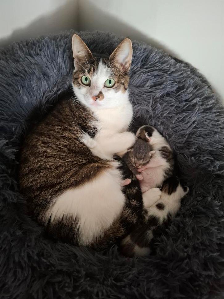 Kittens, Dieren en Toebehoren, Katten en Kittens | Overige Katten, Kortharig, Meerdere dieren, 0 tot 2 jaar