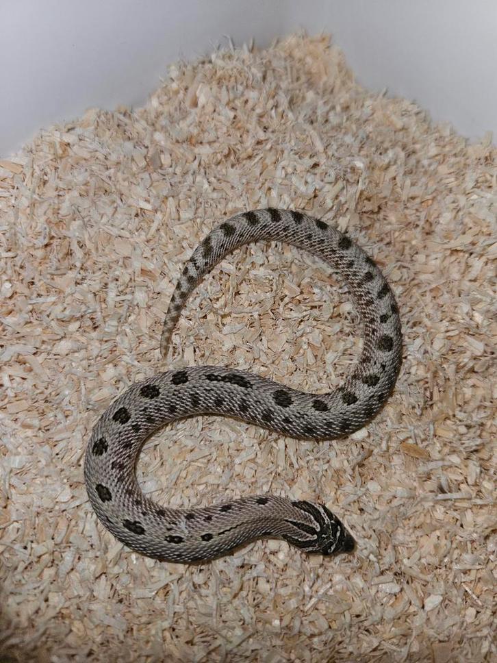 Haakneusslang Hognose Snake - female for sale from Jurian