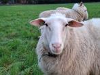 Koppel Friese melkschapen, Dieren en Toebehoren, Meerdere dieren, Schaap, 0 tot 2 jaar