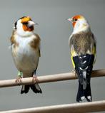 Majoor putter pop, Dieren en Toebehoren, Vrouwelijk, Wildzangvogel