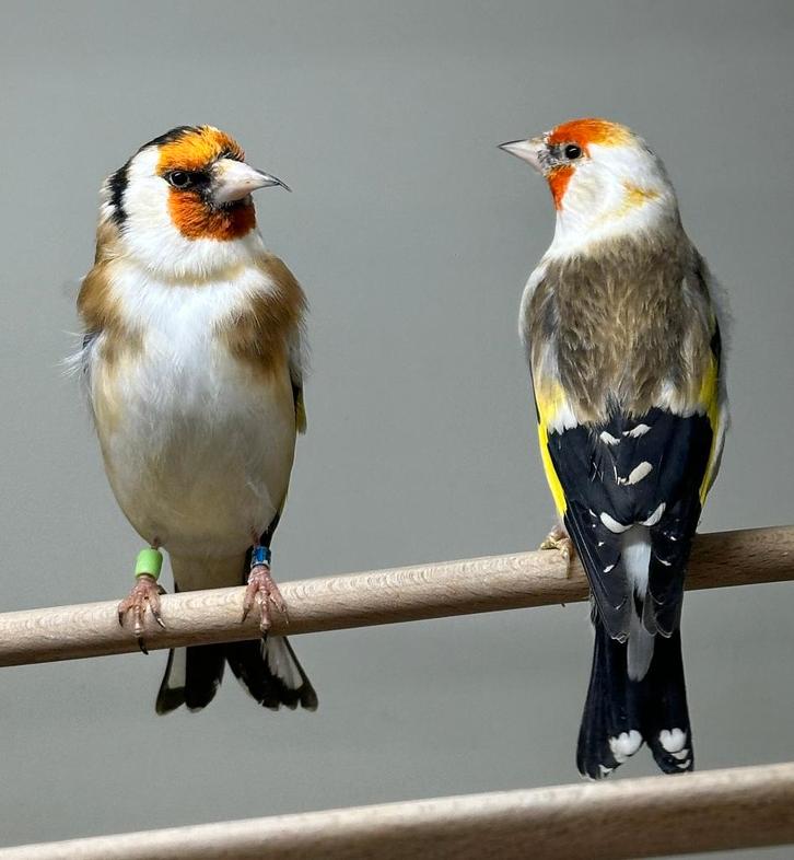 Majoor putter pop, Dieren en Toebehoren, Vogels | Overige Vogels, Wildzangvogel, Vrouwelijk