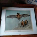 Vleermuizen schilderijen, Ophalen, Opgezet dier