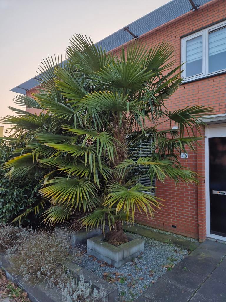 2 grote winterharde palmen (Trachycarpus fortunei)  3,5–4 m, Tuin en Terras, Planten | Bomen, Volle zon, Ophalen of Verzenden