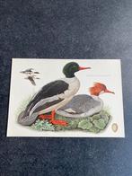 23 prenten vogels 16,5x24  per stuk 1,25 uitzoeken, Antiek en Kunst, Antiek | Schoolplaten, Ophalen of Verzenden, Natuur en Biologie