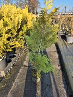 Restpartij Chamaeacyparis 'Ivonne', Ophalen, Conifeer, Haag, Minder dan 100 cm