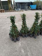 Hedera super nette frisse planten 100 cm in pot + stok 2,95, Ophalen, Vaste plant, Bloeit niet, Halfschaduw