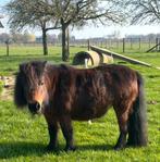 Bruine shetlandpony, Dieren en Toebehoren, Pony's, Merrie, A pony (tot 1.17m)